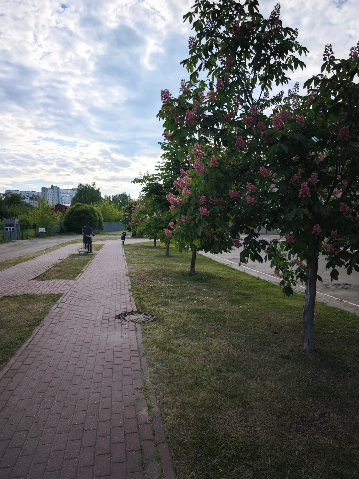 🌸 Цветущие розовые каштаны  📍#Иваново, проспект Ленина, 21