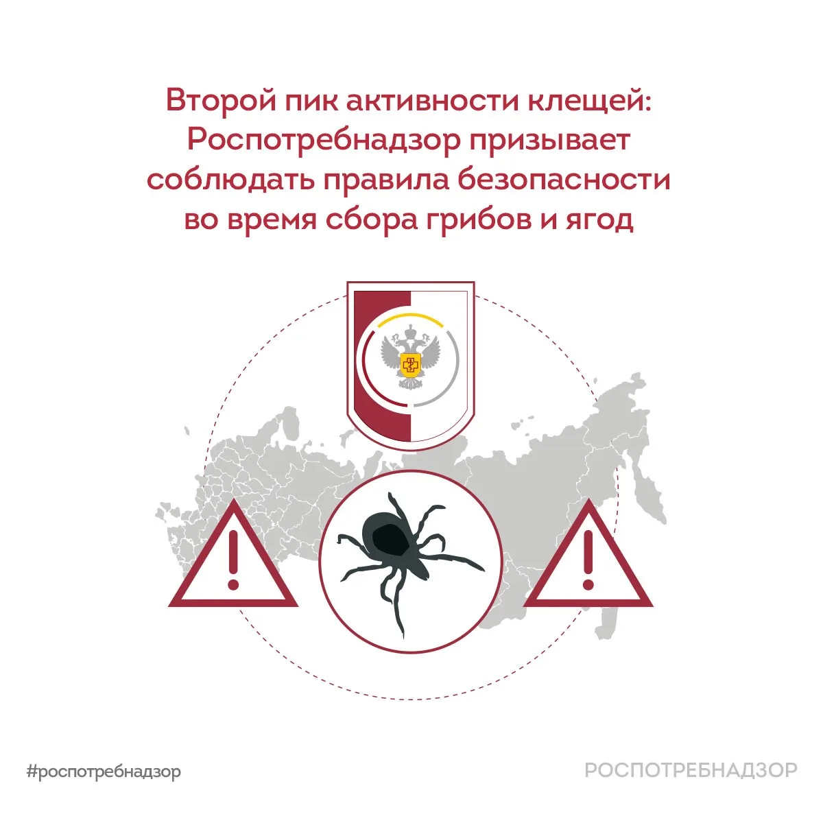 Второй пик активности клещей: будьте осторожны в лесу