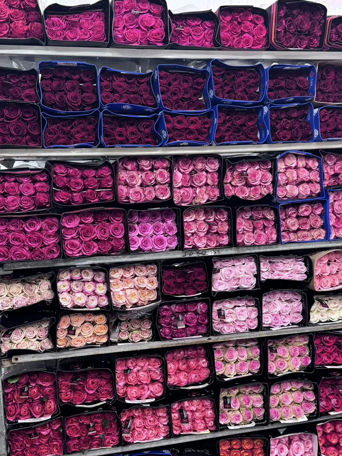 Свободный ассортимент эквадорской розы 🌹