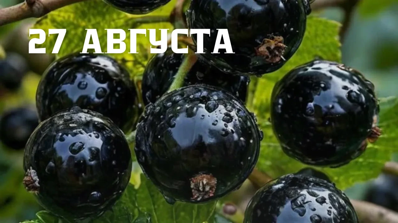🎊27 августа 2026 года отмечают:
