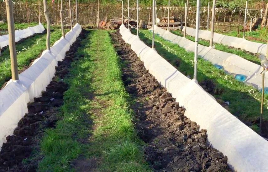 Укрываем виноград на зиму🍇