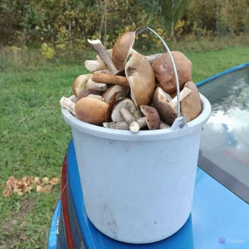 🍄 В лесах Мордовии — разгар грибного сезона