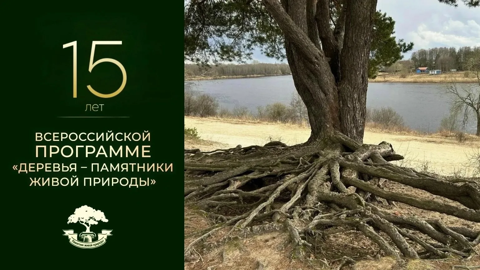 Ленинградская область участвует в конкурсе «Российское дерево года — 2026». Регион пред...