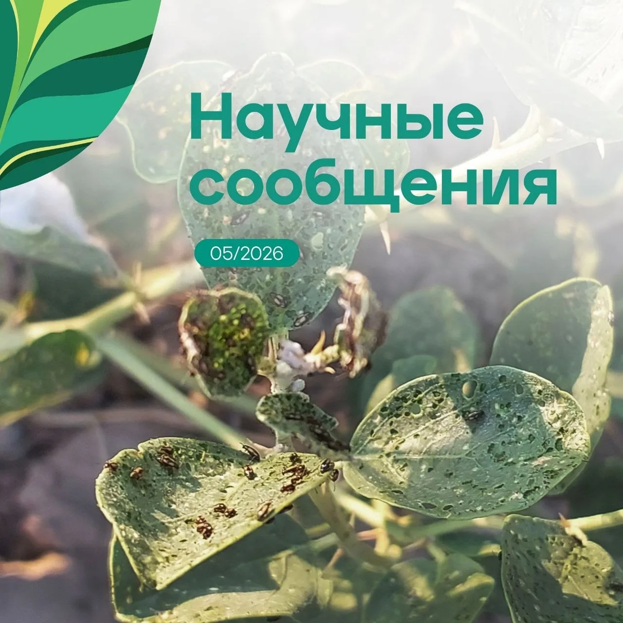 Дорогие друзья!