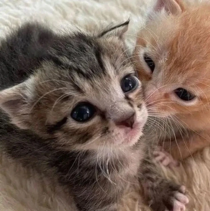 ❤️ - поставим