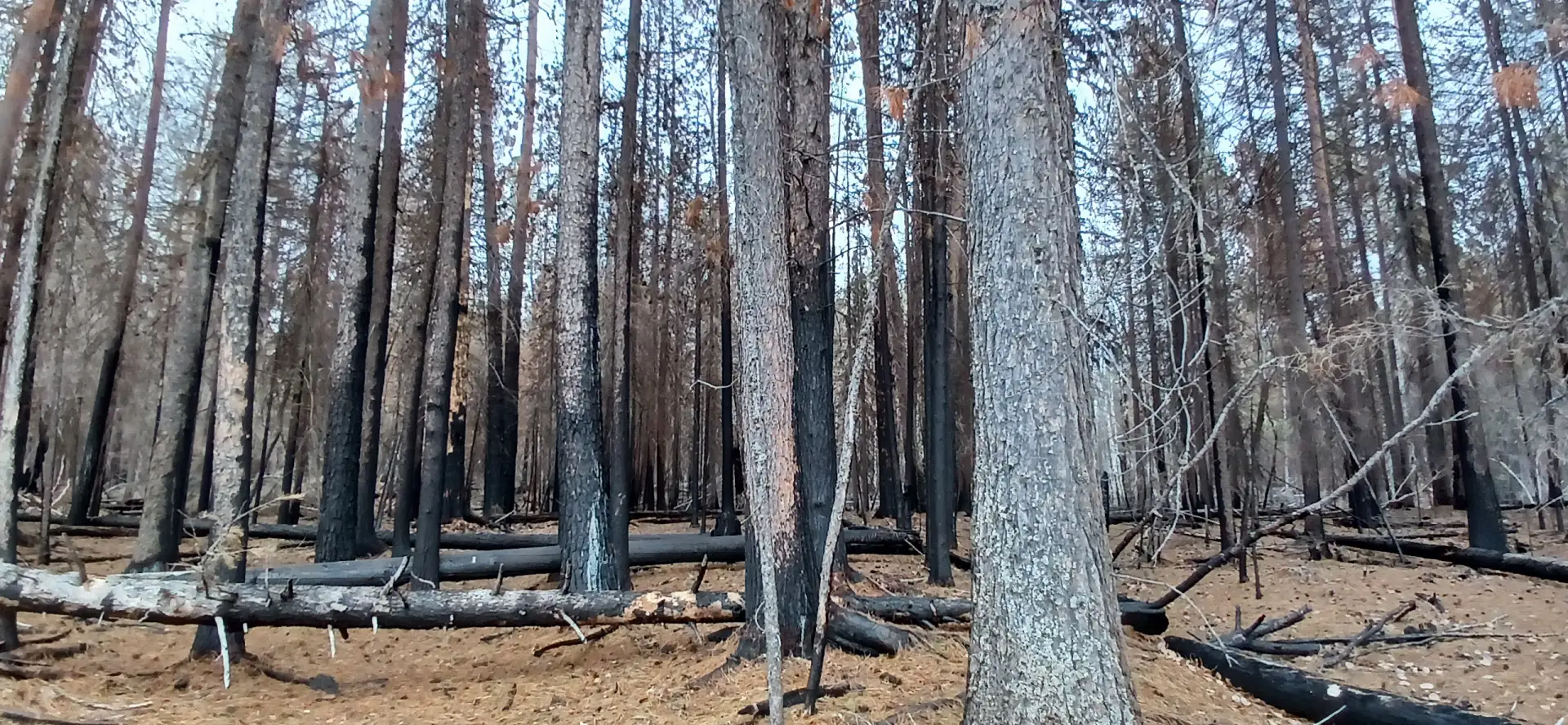 🌲🔥 «Мы просто хотели пожарить сосиски…» — так начинаются истории, которые потом становятся сводкам