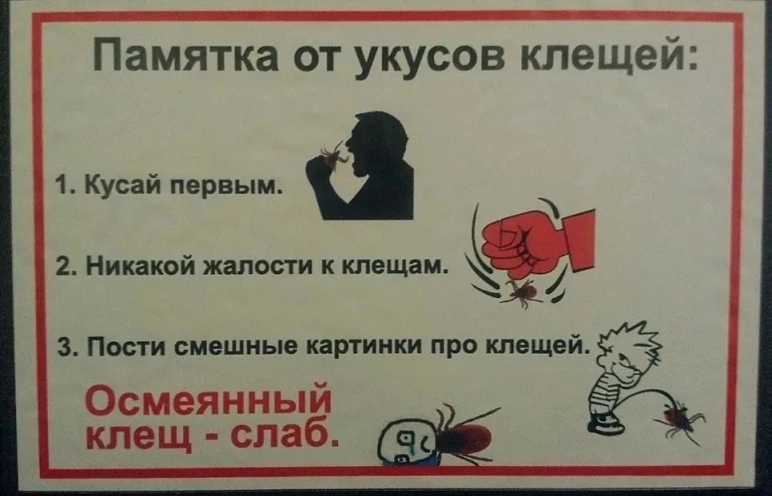 Большинство клещей в Пермском крае заражены опасными инфекциями🤕

С начала сезона в Пермском крае п