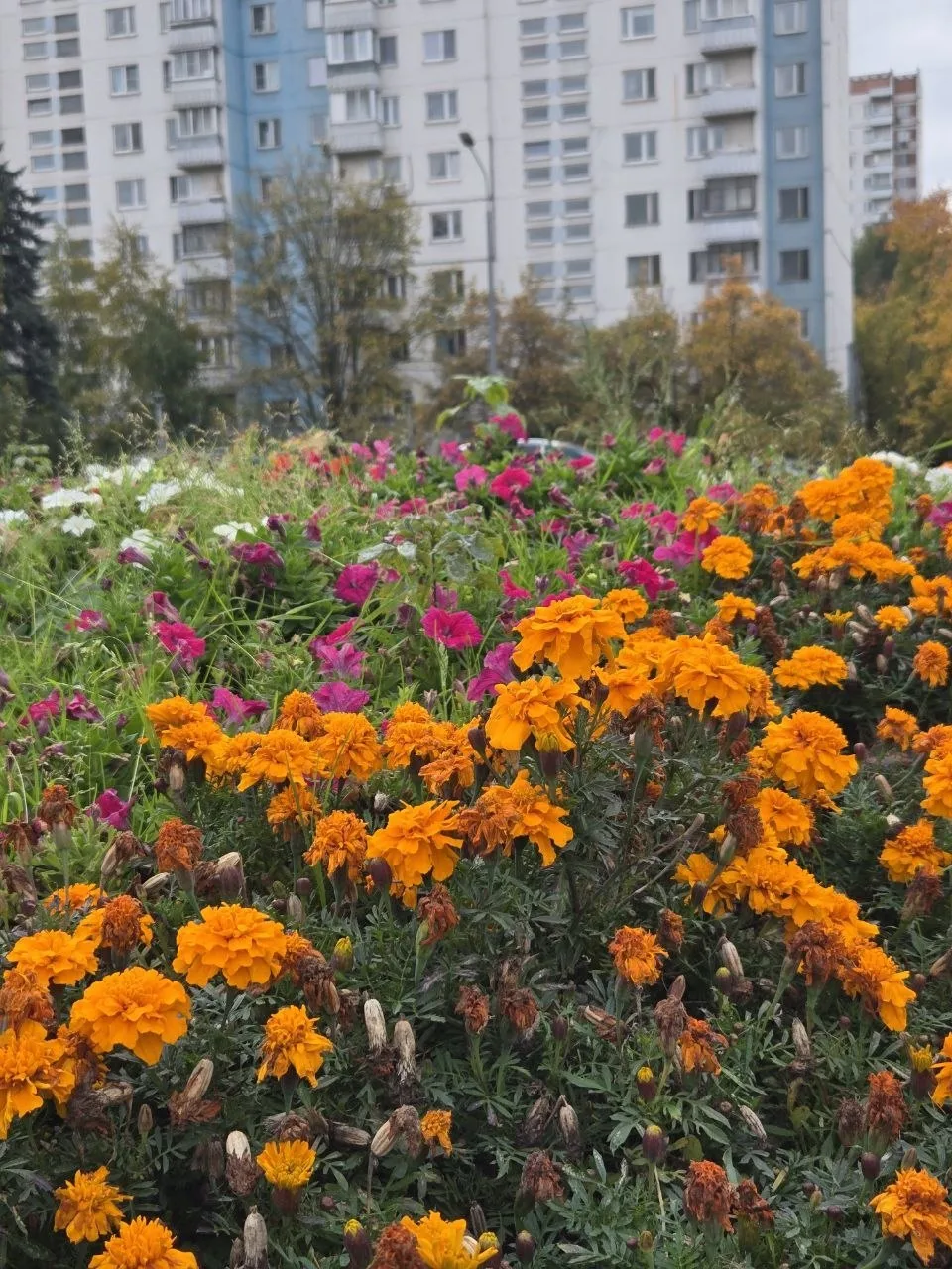 Красивая клумба в Олимпийской деревне 🌼🍂