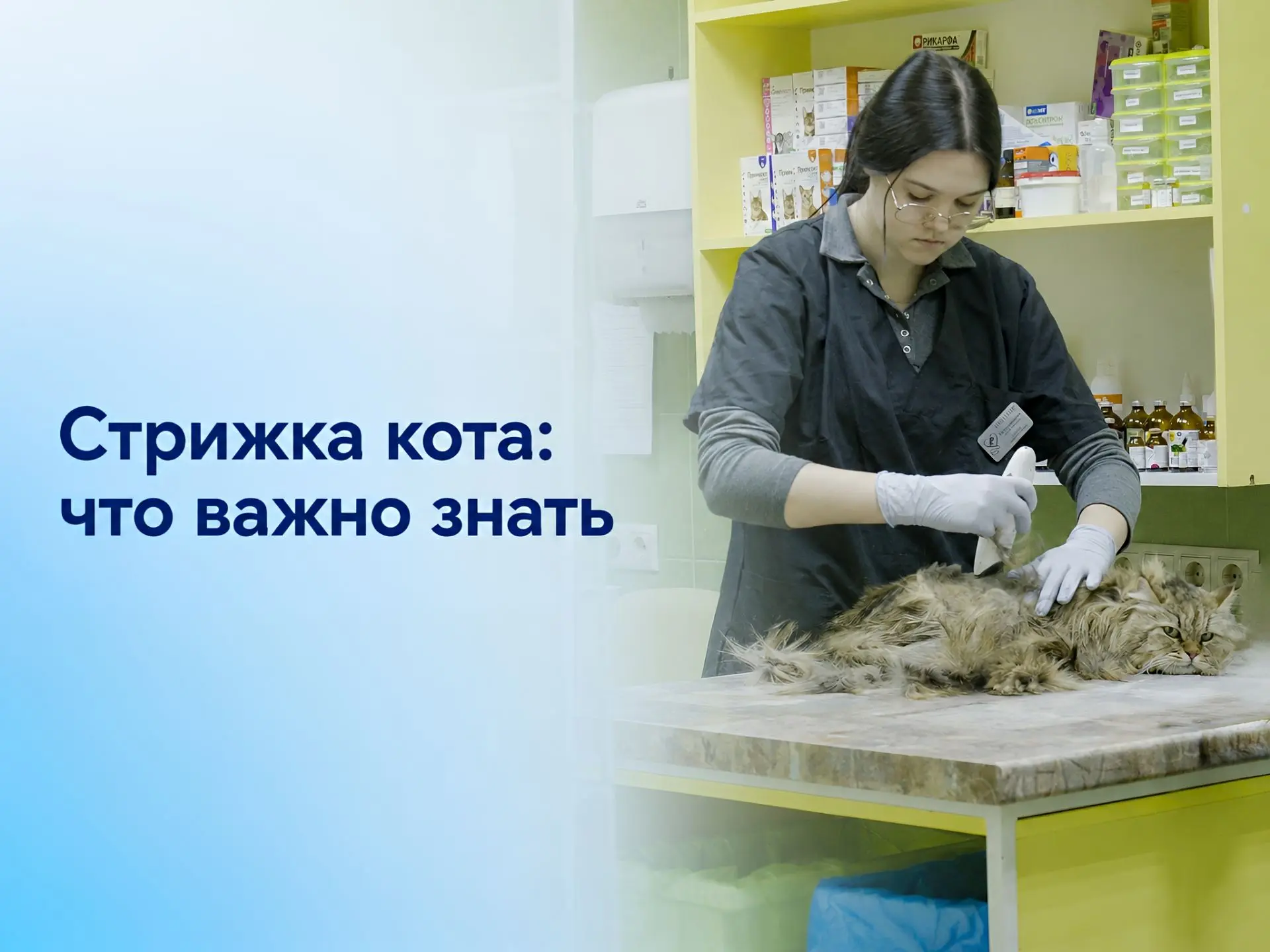Стрижка котов летом: когда помогает, а когда может навредить