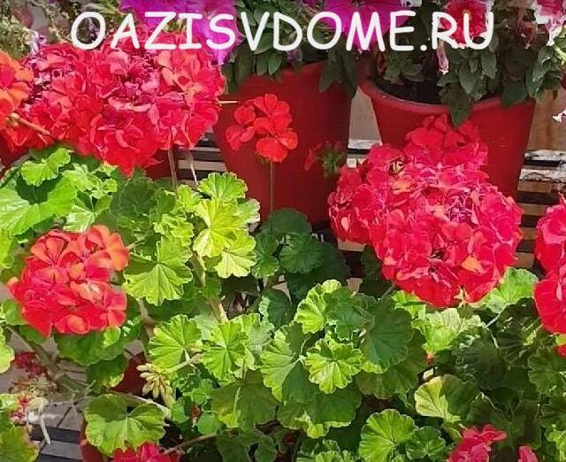 Возвращаем комнатные растения с дачи домой: как избежать проблем 🏡