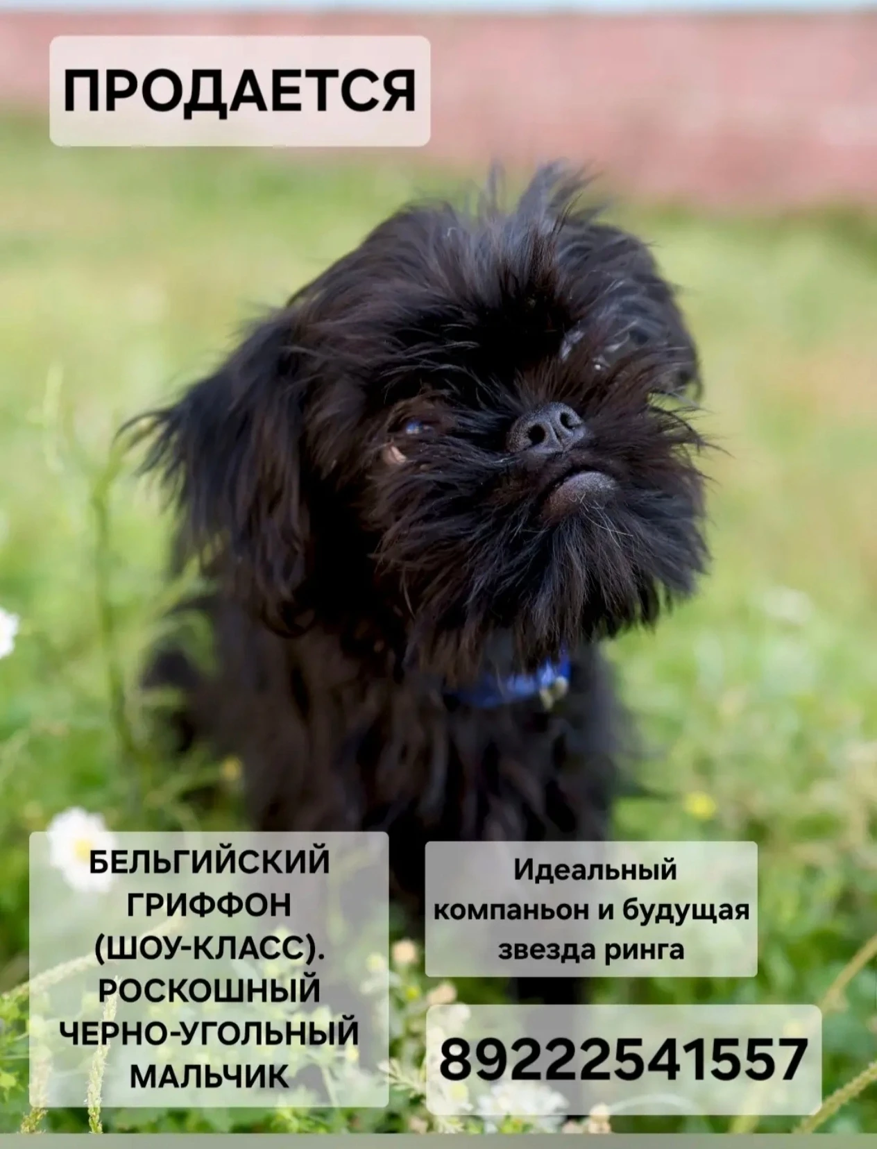 Кому нужен пушистый друг 🙂 🐕