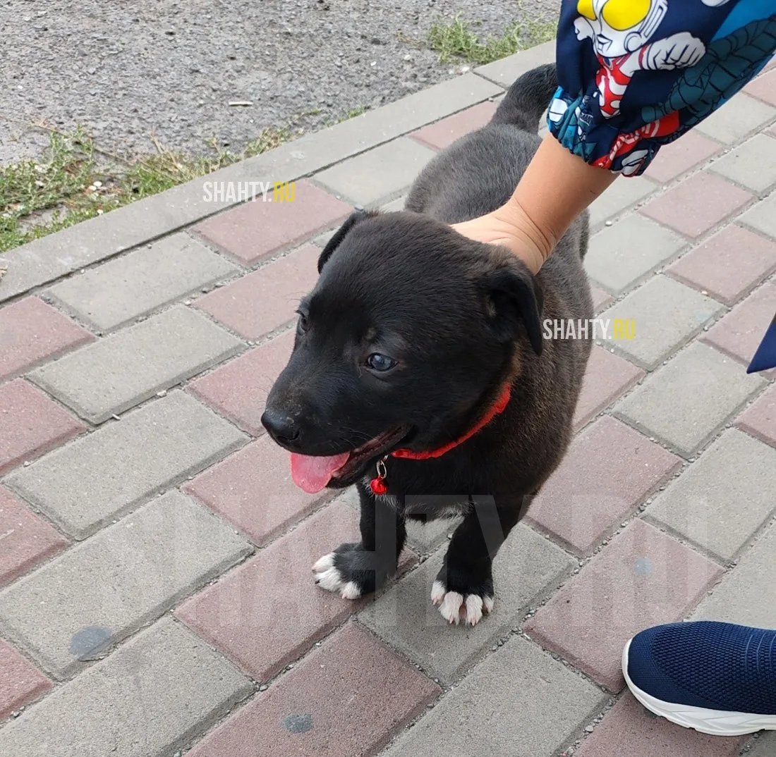 В Шахтах на Чернокозова, в районе рынка Рассвет, нашли щенка в красном ошейнике. Это ко...