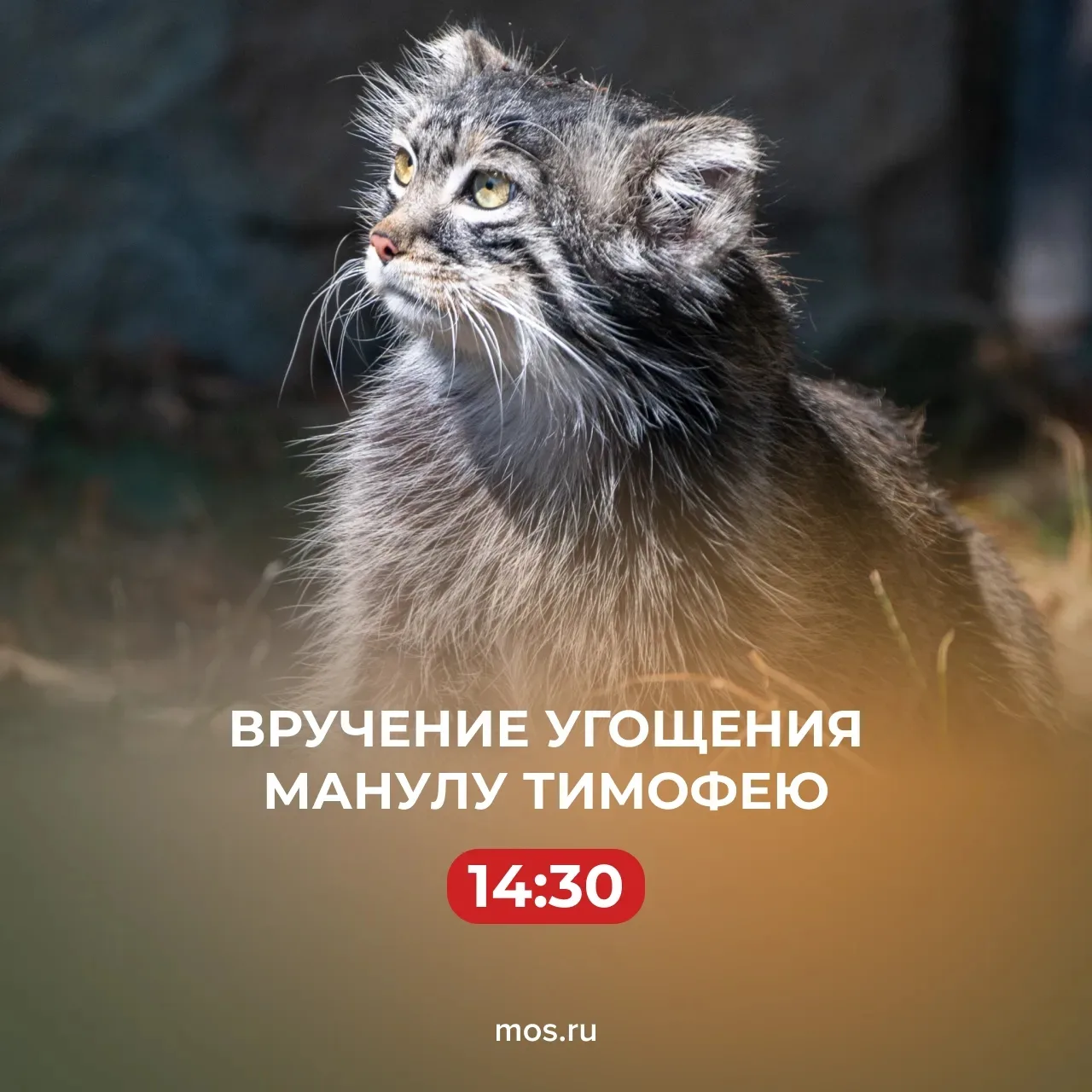 😼 Самому милому символу Московского зоопарка — манулу Тимофею — сегодня исполняется 6 лет!

В честь