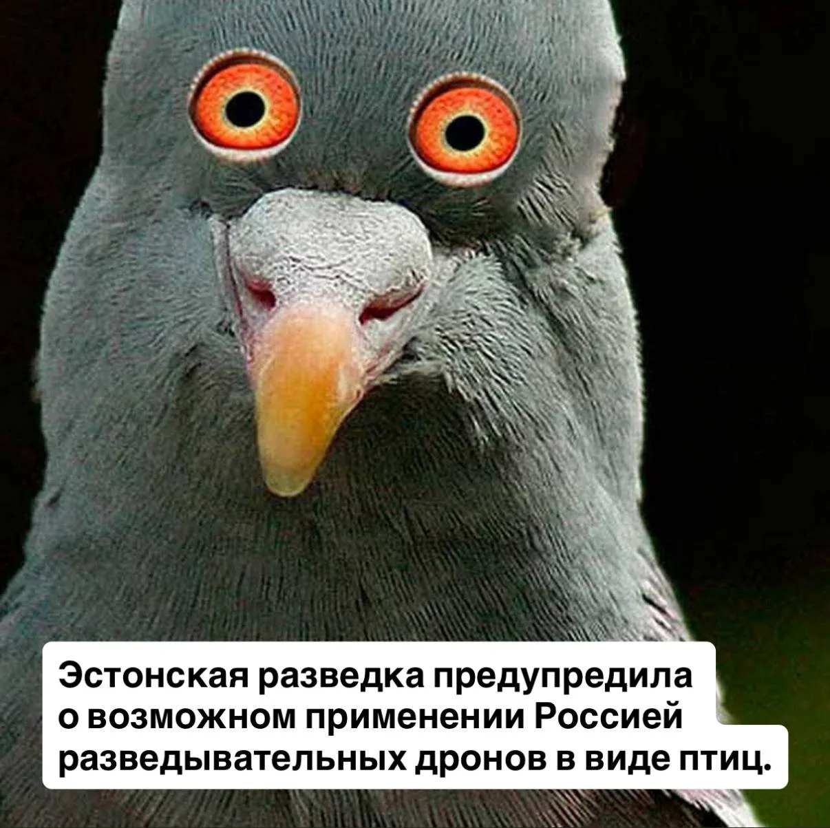 Полетели к Таллину вороны,