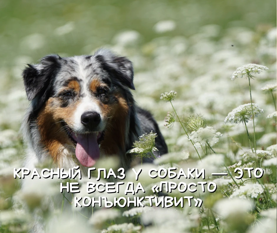 Красный глаз у собаки — это не всегда «просто конъюнктивит»