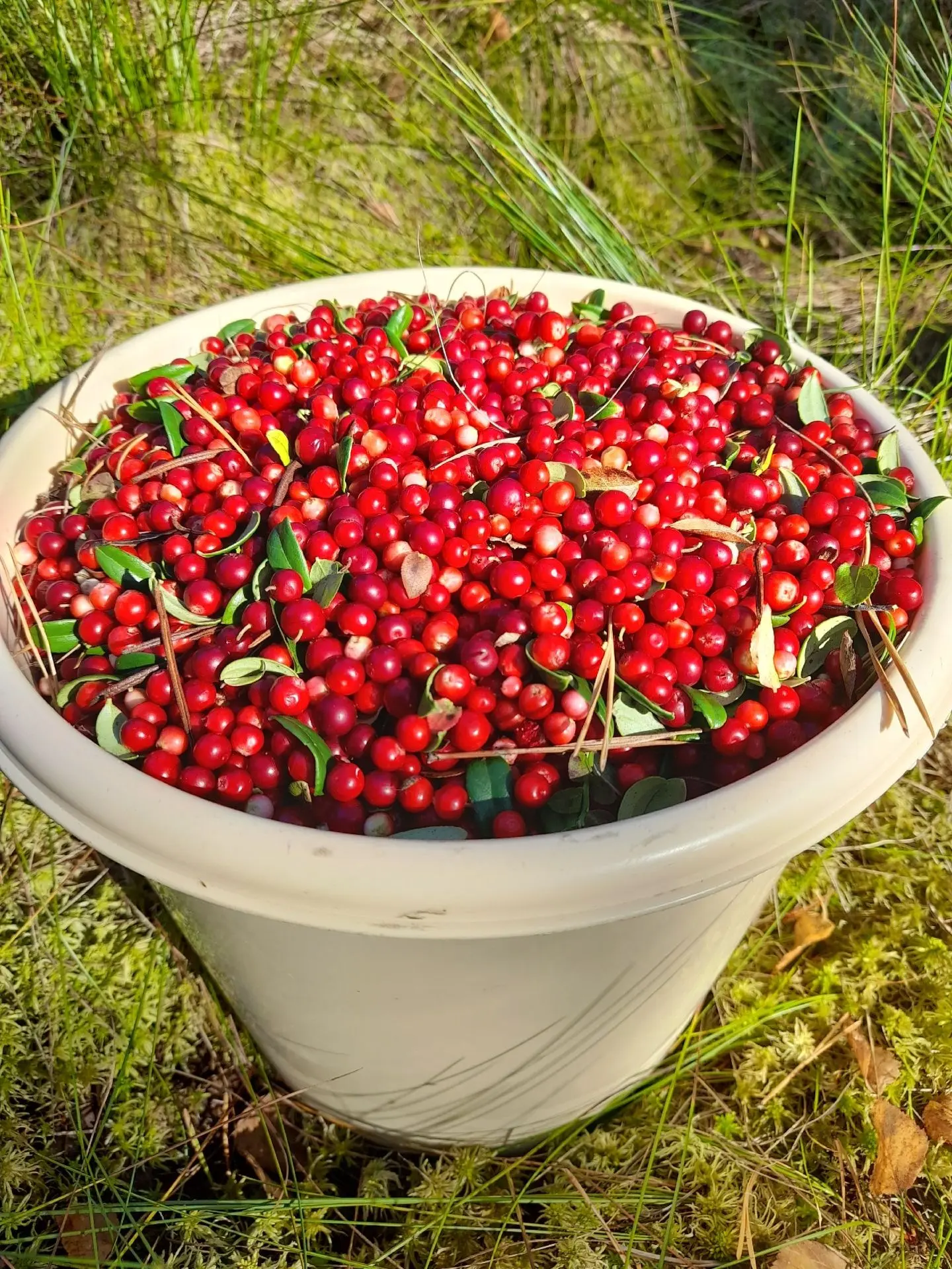 🍒 Брусника: маленькая ягода с огромной пользой