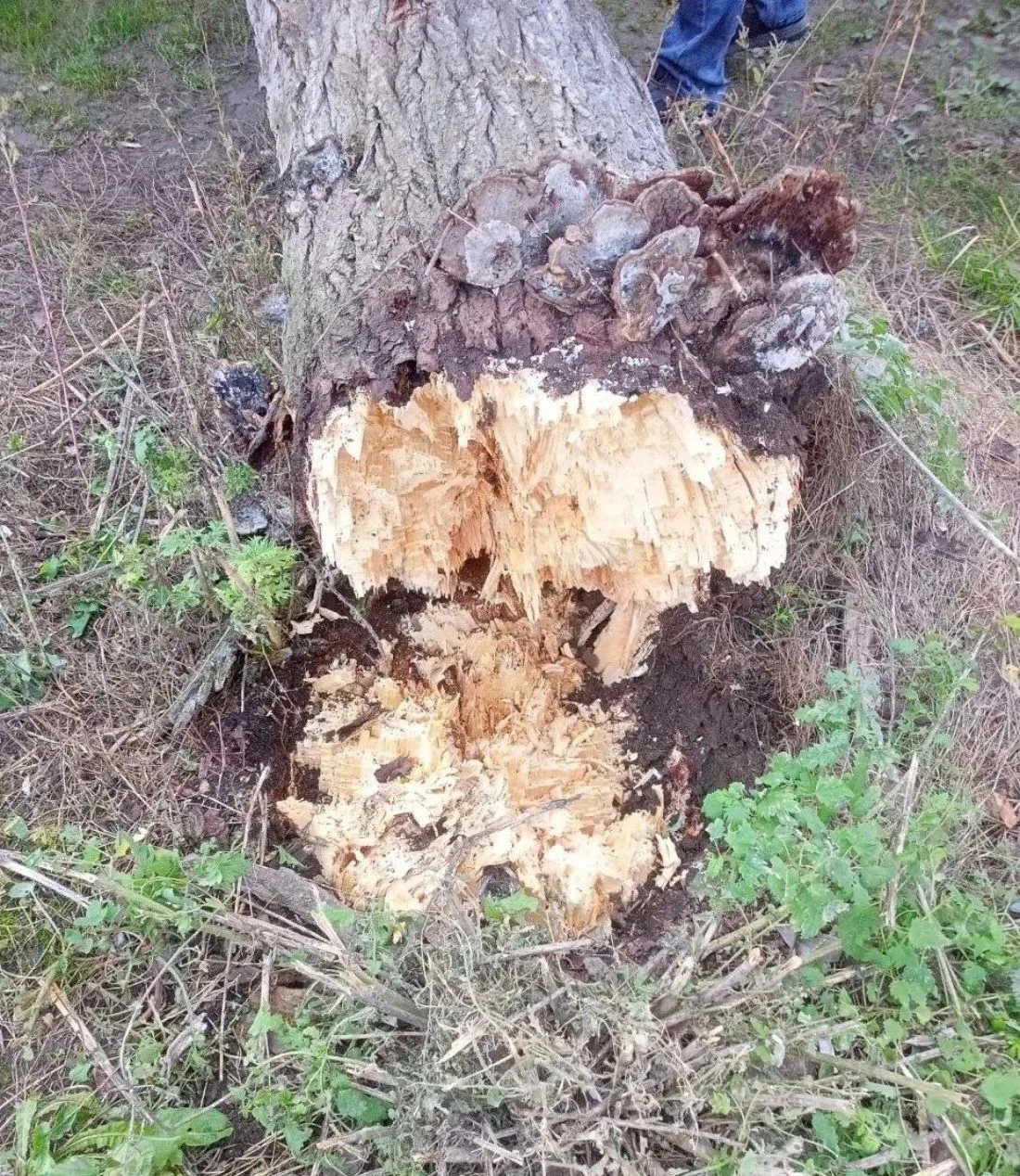 Дерево упало на машины в Ачинске