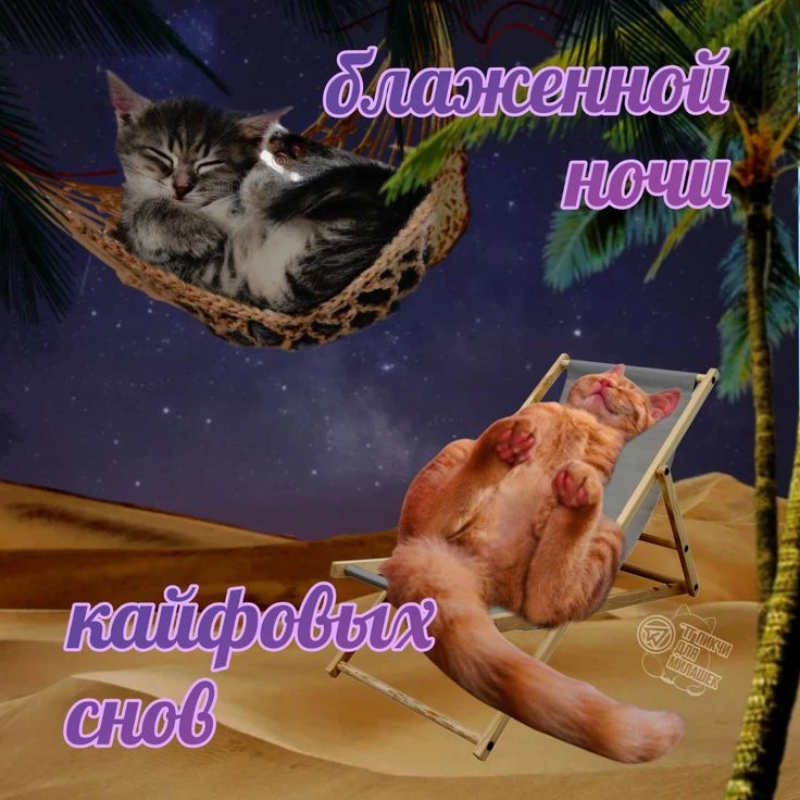 Добрых снов, товарищи котеки!❤