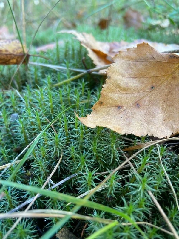 🍀🍄🍁Лесной ковёр