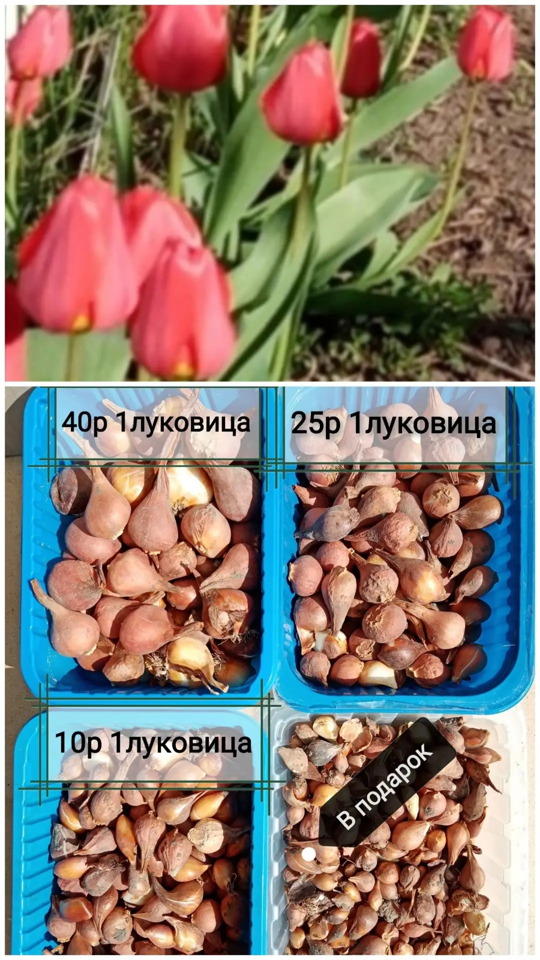 Продам луковицы тюльпанов. Писать л /с. Комментарии не отслеживаю.