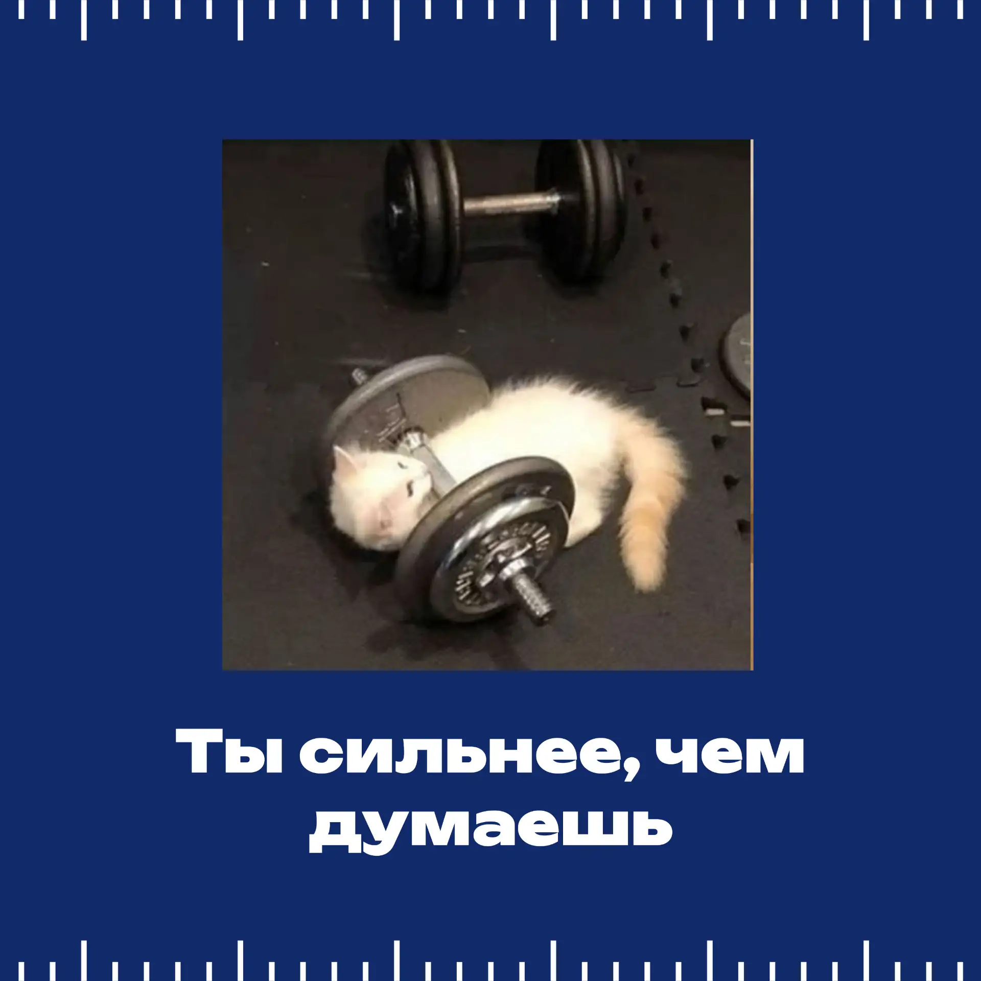 Сессия в разгаре! А какой ты котик на экзаменах? 🐱📚  Четверть студентов СтГАУ уже завершили свои зач