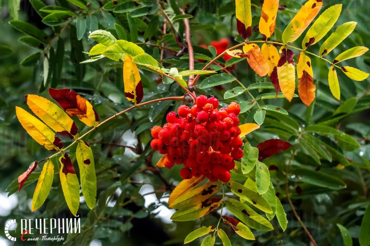🌦 Не забудьте прихватить с собой зонт!