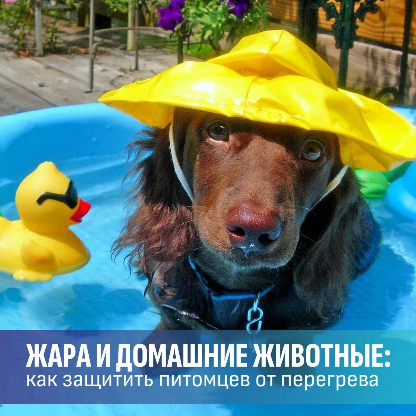 ☀️  Жара и домашние животные

🐕🐈‍⬛Животные тяжелее переносят жару, чем люди. Разбираемся в признак