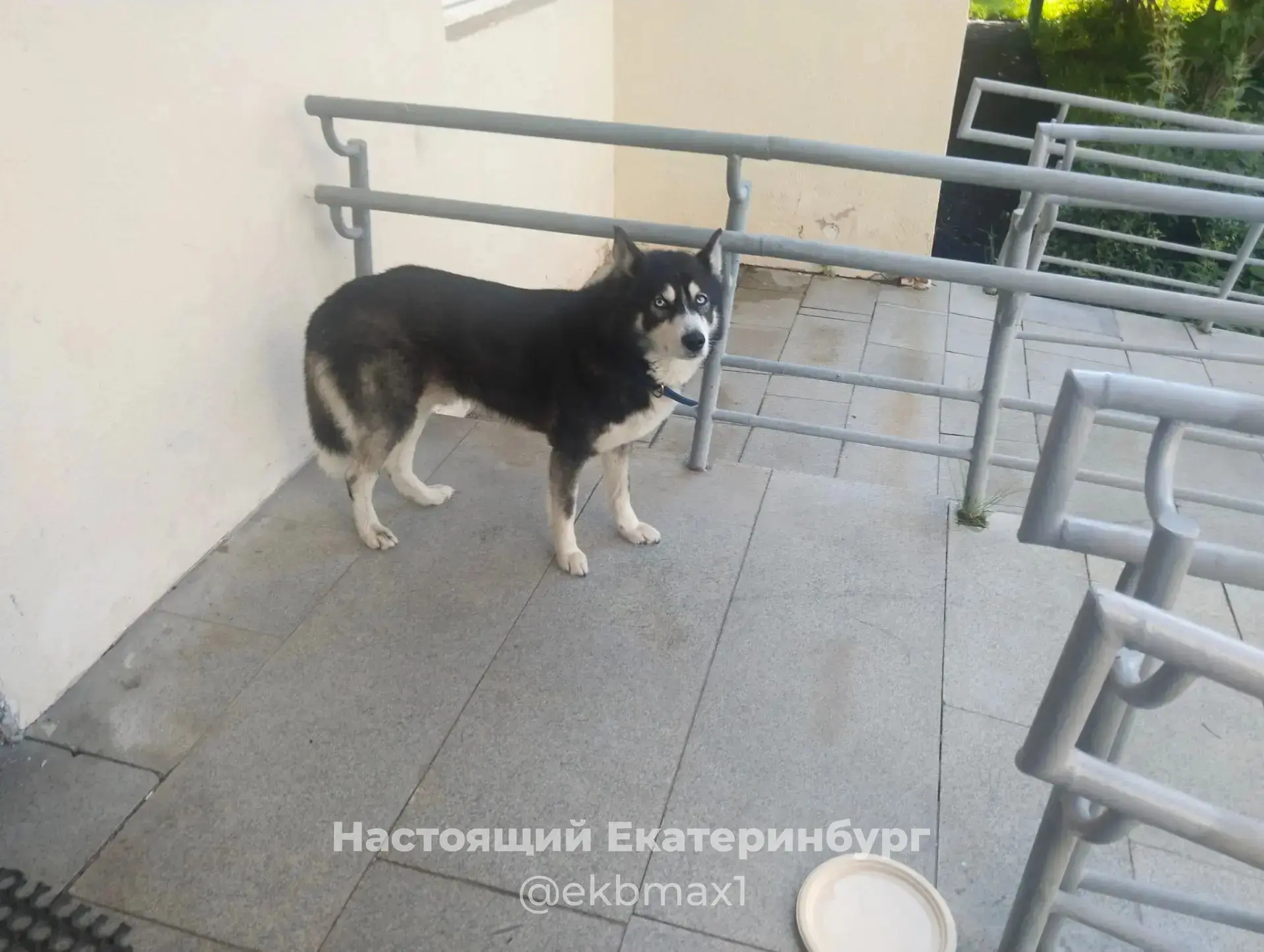 У второго подъезда дома по ул Павла Шаманова, 8 с утра сидит собака, скорее всего, поте...