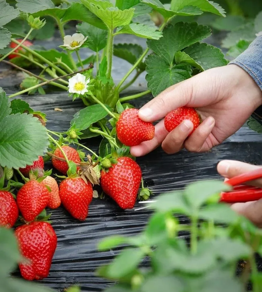 Дорогие жители и гости муниципального округа Шаховская!

🍓 В ООО «ПЛОДОПИТОМНИК «ЯГОДА-МАЛИНА» в ра