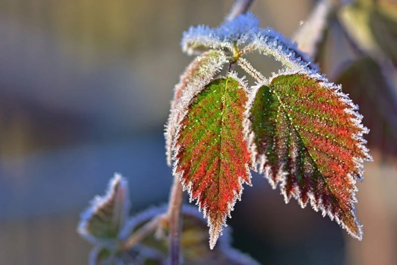 🥶 Заморозки до -4°C ожидаются в ЛНР со 2 по 4 октября.