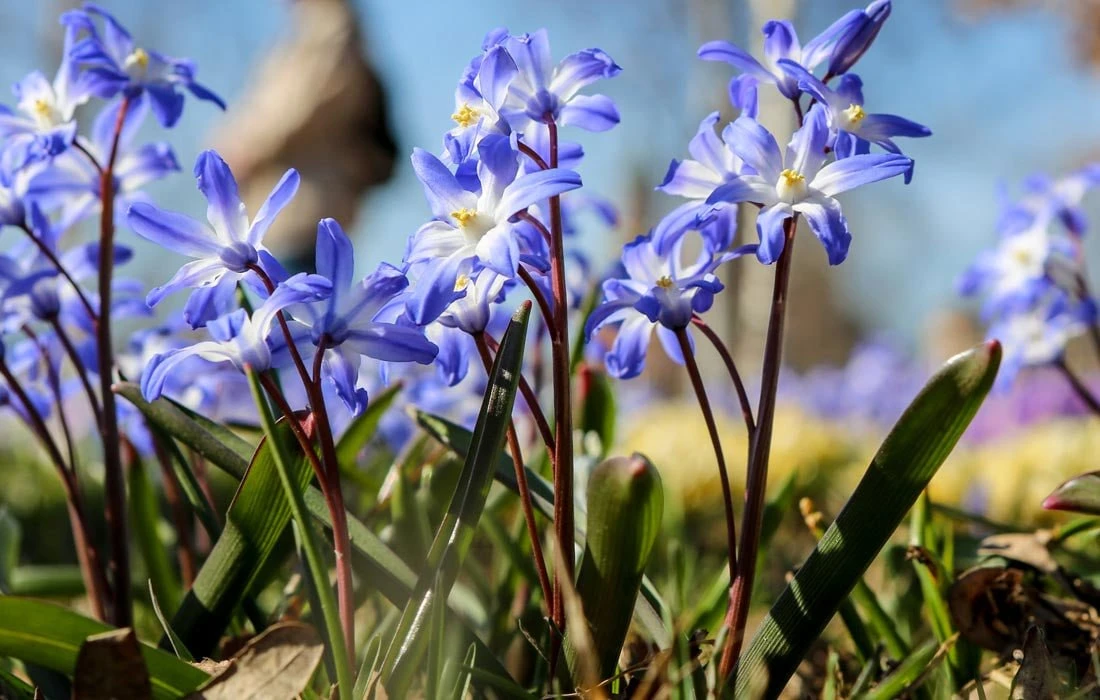 🌸 Хионодокса в парке "Зарядье"