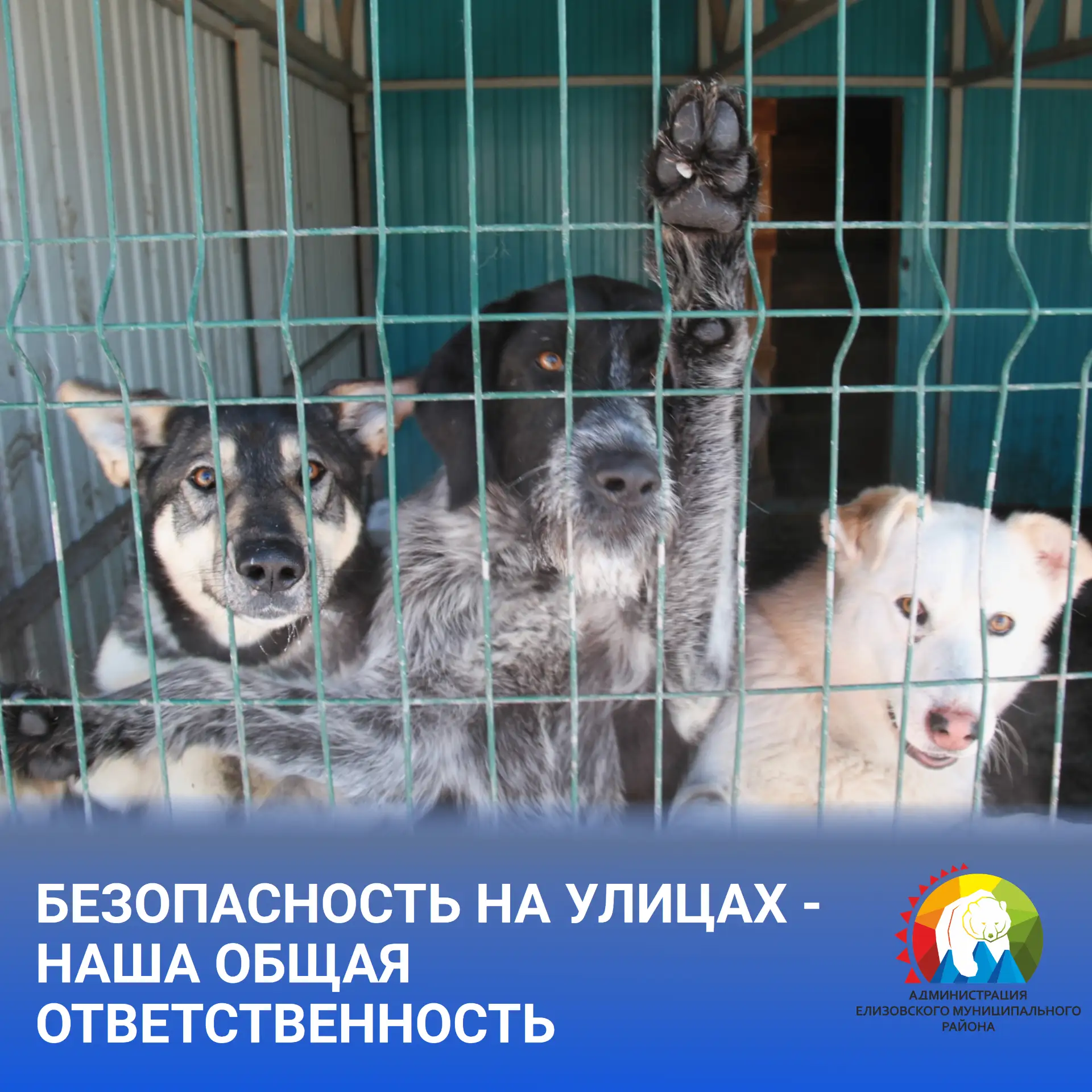 🐕 Системная работа по отлову безнадзорных животных ведётся в Елизовском округе на регулярной основе