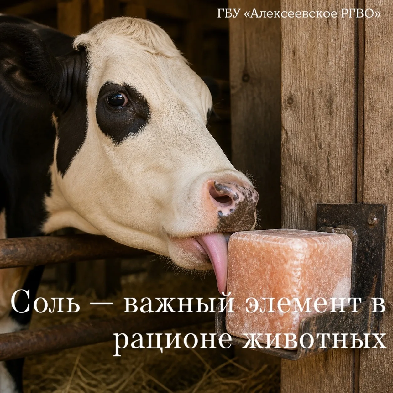Незаметный, но жизненно важный элемент: почему соль — обязательная часть рациона сельск...