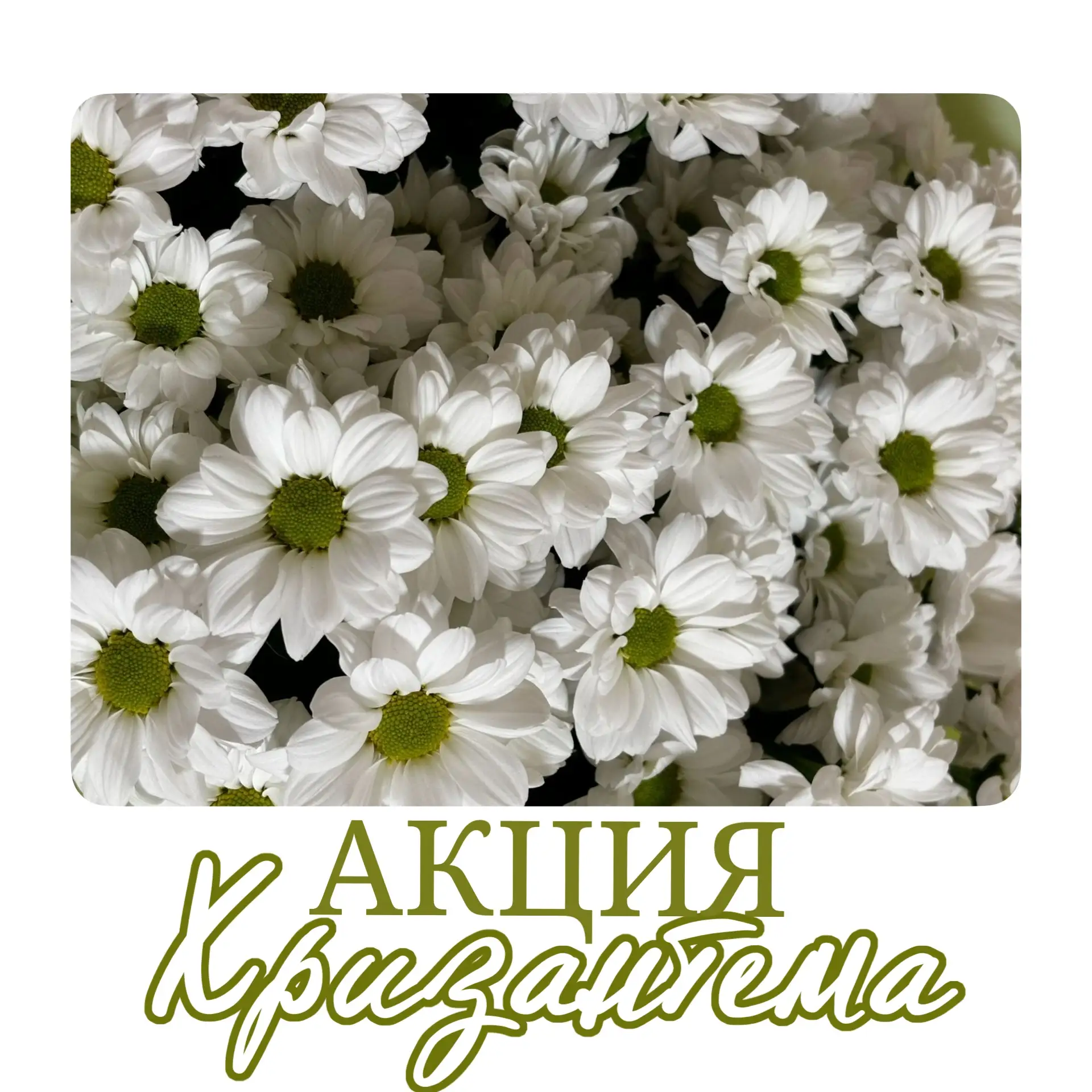 🌼 АКЦИЯ НА РОМАШКОВУЮ ХРИЗАНТЕМУ 🌼