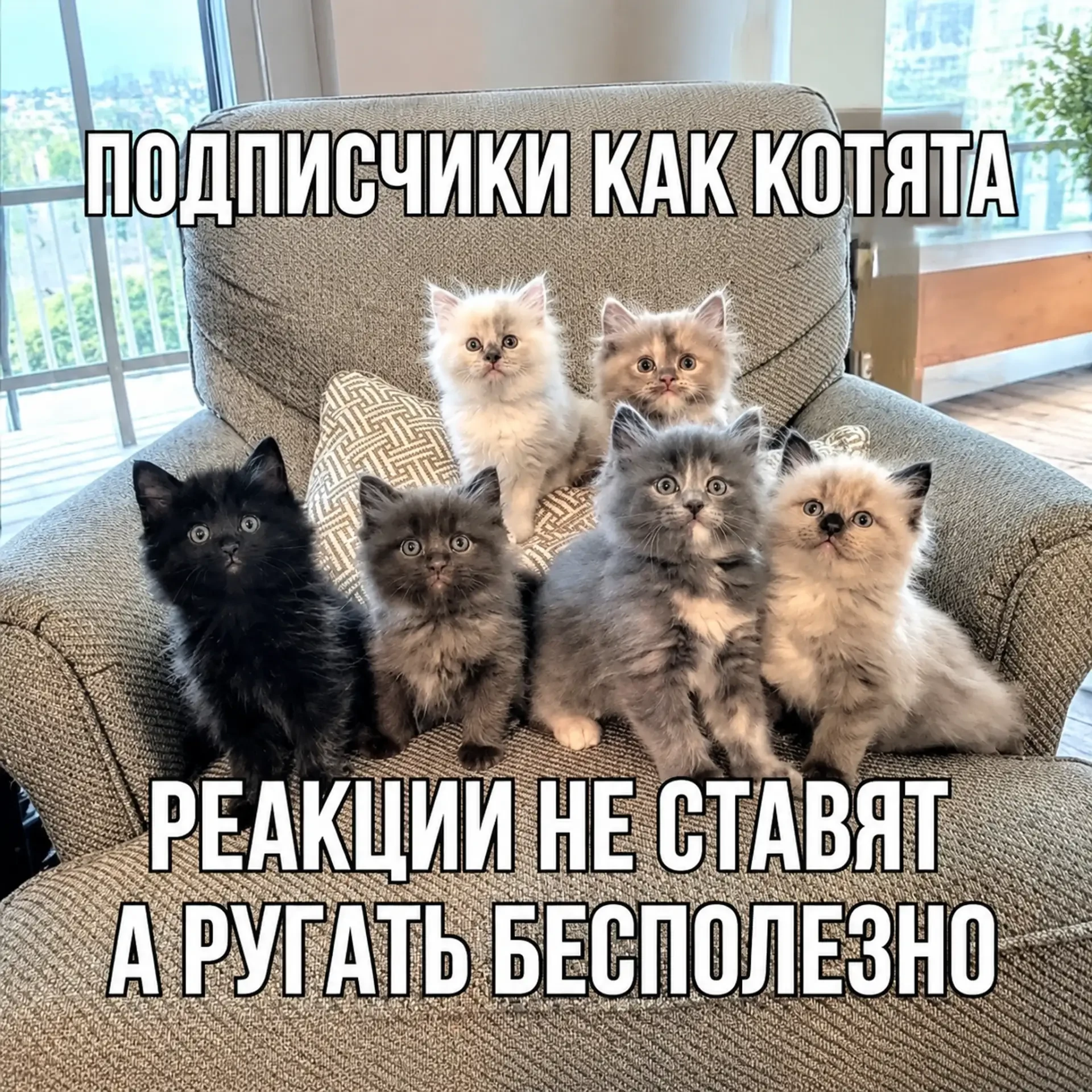 Шесть котят уже смотрят на вас с немым укором.