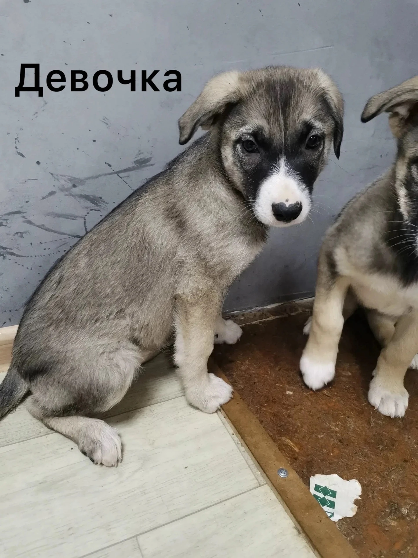 #Питомец_ищет_дом