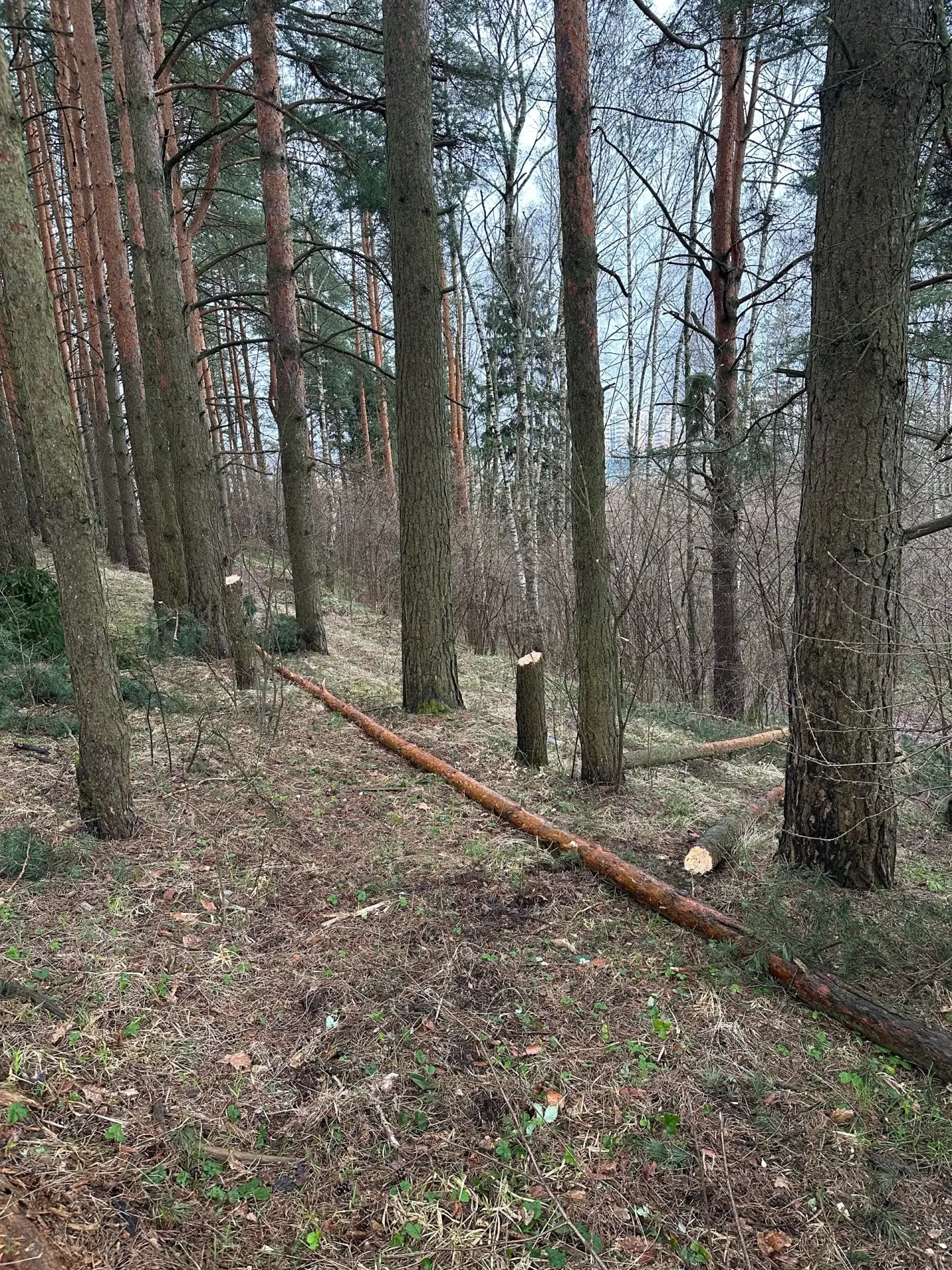 Позавчера днем гулял в песчаном карьере на Восточке, в районе обрыва, где стоят кресты, с зеленой па