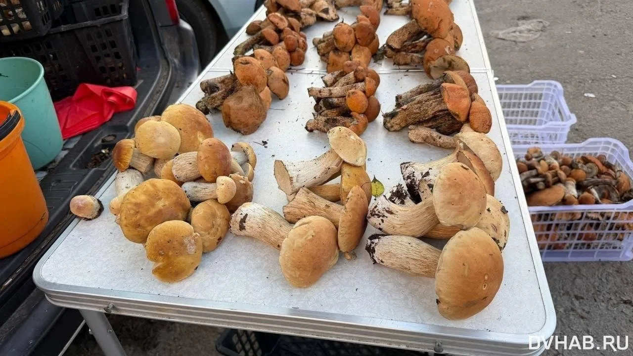 🍄 Хабаровские леса выдали грибной джекпот