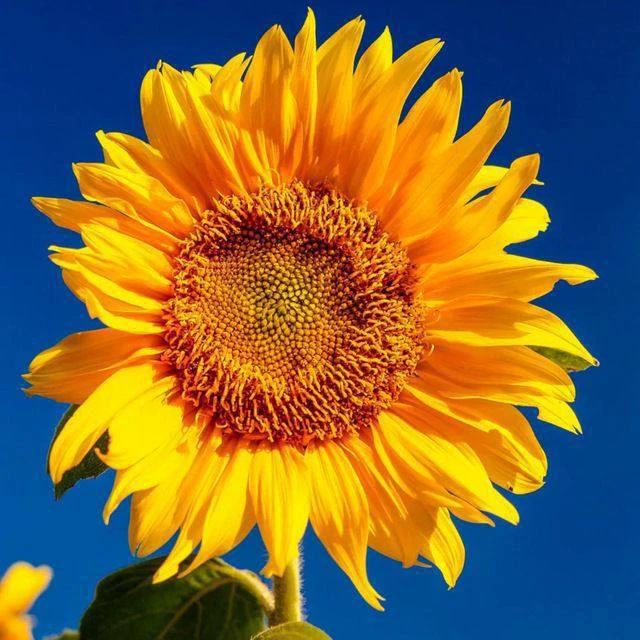 📍 🌻 РАБОТА ЮГ Краснодарский край