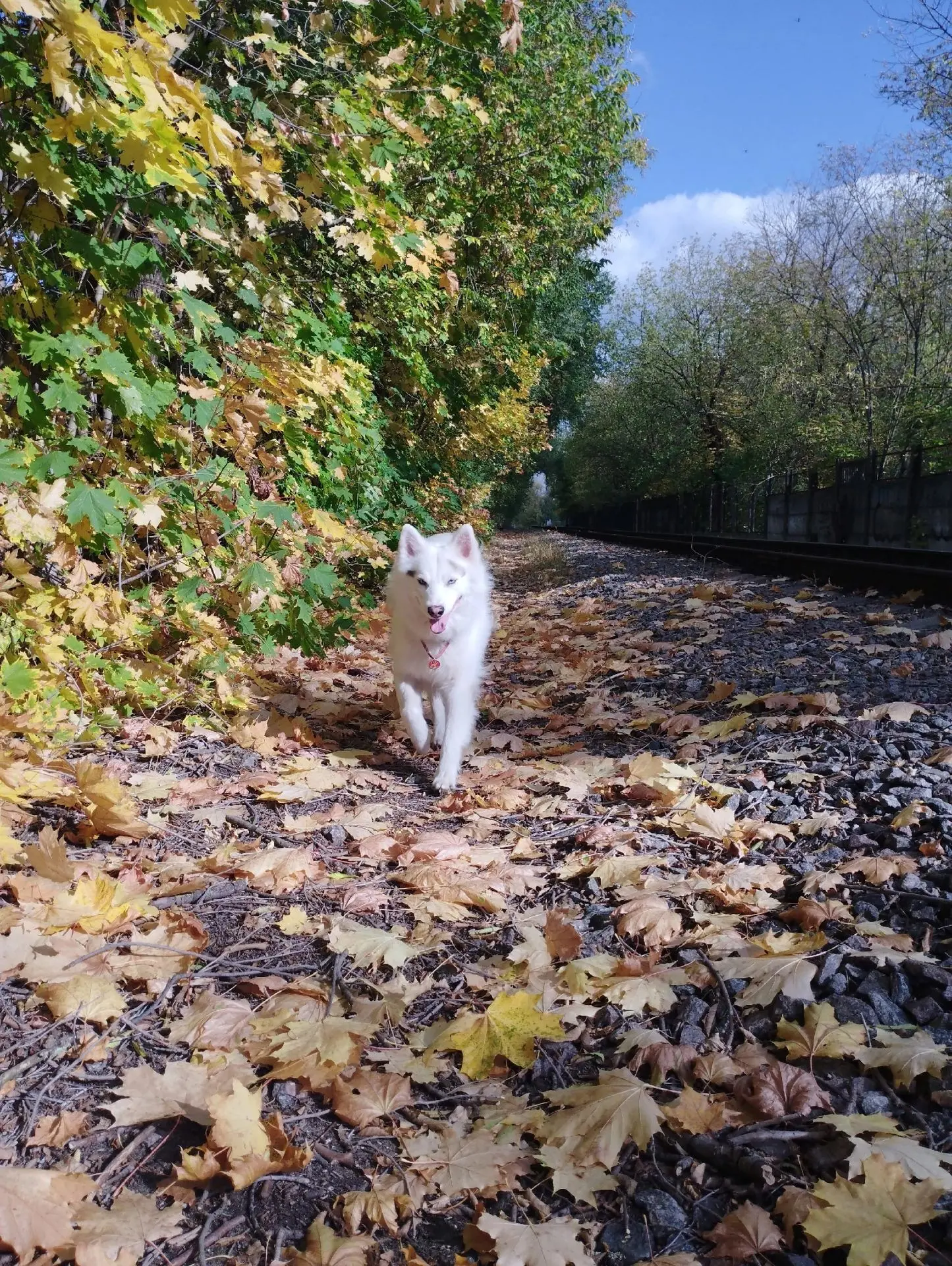 Осенний привет из дома от Фарта 🍁