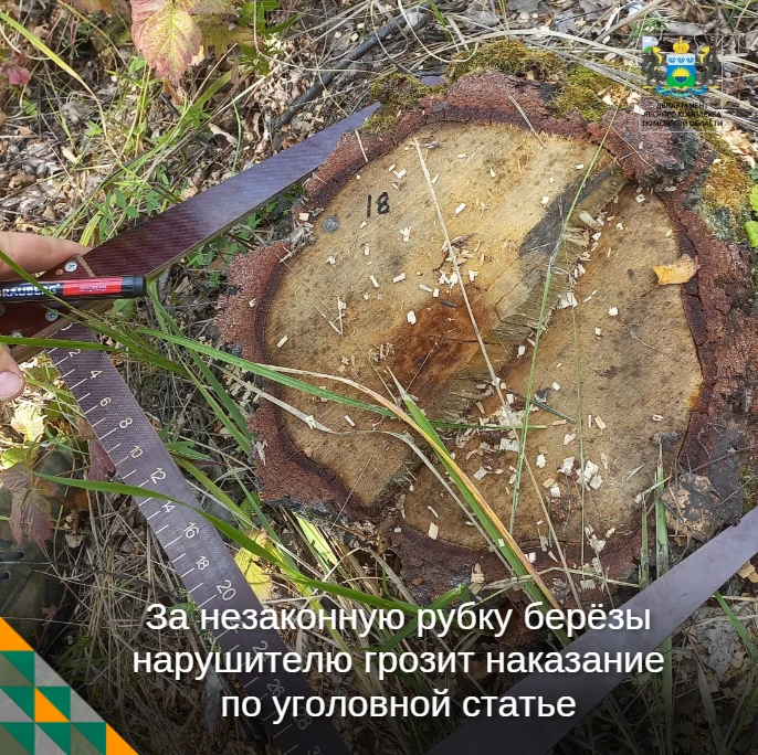 🌲 В Казанском лесничестве выявили незаконную рубку
