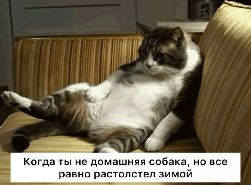 Домашние собаки могут растолстеть зимой из-за коротких прогулок. Ветеринары объясняют э...