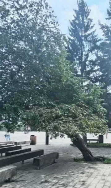 Едва не спилили редкий маньчжурский орех подрядчики в центре Красноярска  У площади Мира рабочие дол
