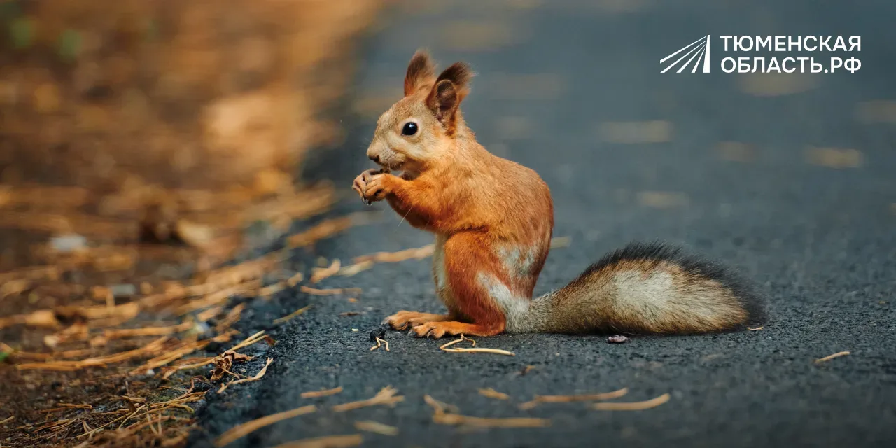 🌰 🐿 Идем в парк и не забываем угощение для белок