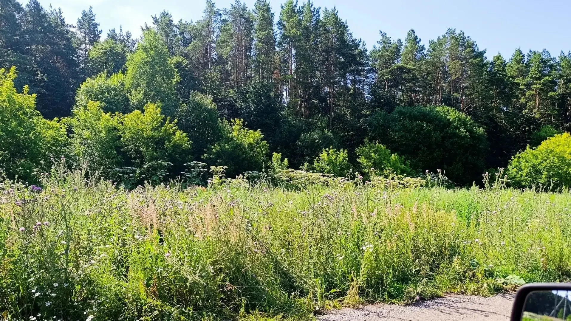 Нам пишут: Заросли борщевика вдоль дороги у городского кладбища.