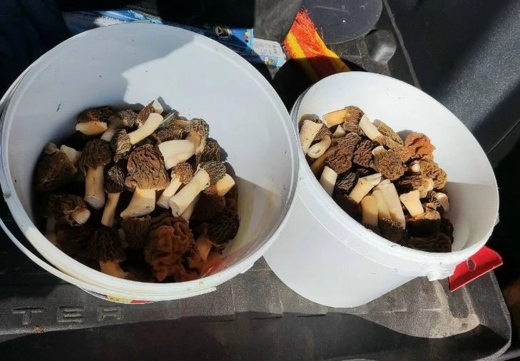 🍄 Нашествие сморчков и строчков в лесах Кировской области  ---------------- 👉 Поиск каналов в MAX  🚀