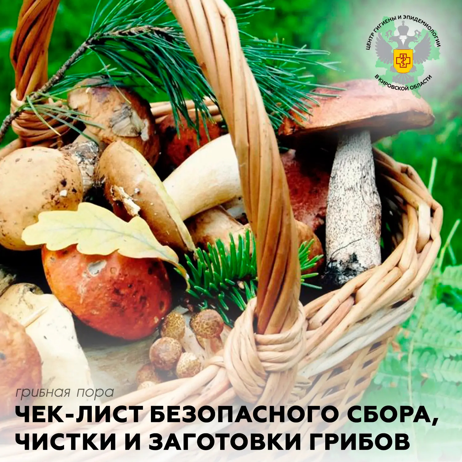 🍄 Грибная пора: чек-лист безопасности