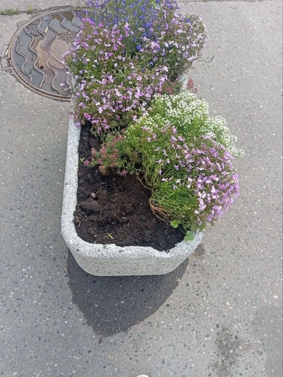 В Котельниках местная жительница пришла выкопать цветы из городской клумбы — решила, что они ей нужн