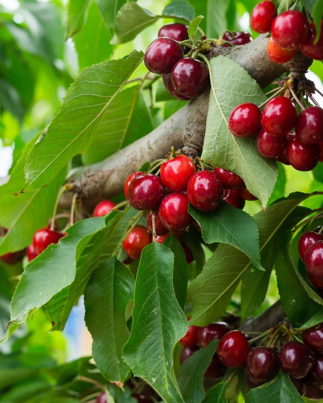 Легендарная вишня Шоколадница в наличии!  🍒сорт очень устойчивый и зимостойкий, не болеет  🍒относитс