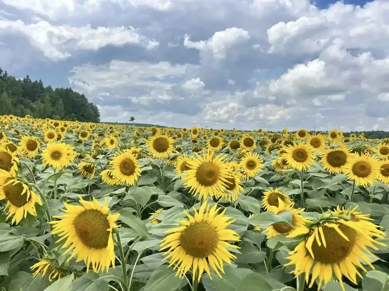 ◼ В Калужской области завершается уборочная кампания